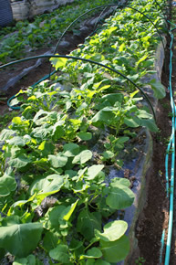 resipi-100204-5.jpg