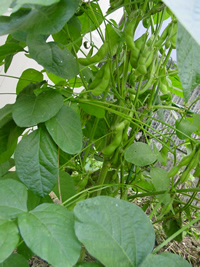 resipi-100805-6.jpg