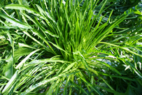 resipi-101202-10.jpg