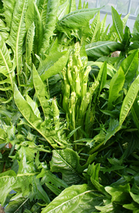 resipi-101202-4.jpg