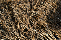 resipi-101202-7.jpg