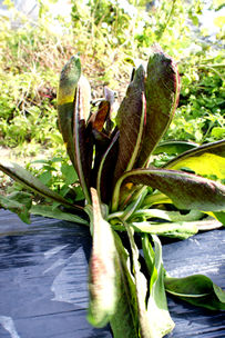 resipi-101202-8.jpg