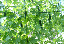 resipi-130516-2.jpg
