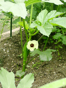 resipi_080812-3.jpg