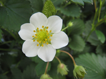 resipi_081204-3.jpg