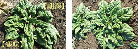 resipi_090305-2.jpg
